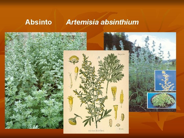Absinto Artemisia absinthium 