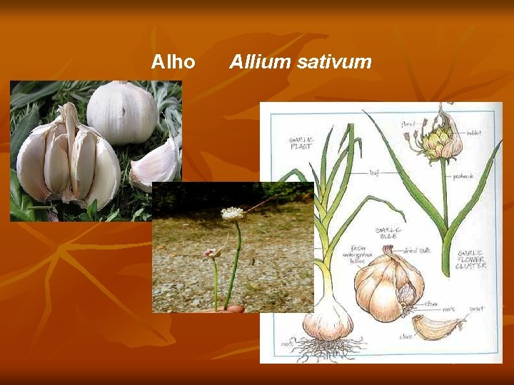 Alho Allium sativum 
