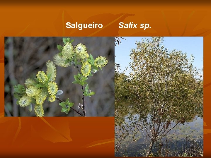 Salgueiro Salix sp. 