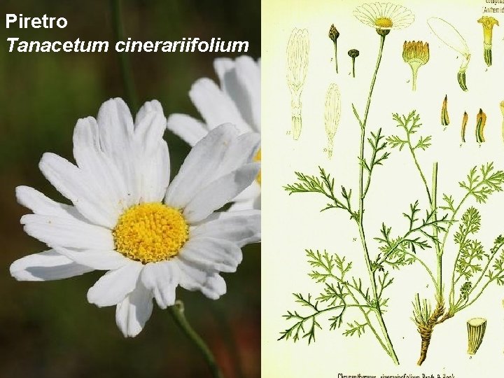 Piretro Tanacetum cinerariifolium 