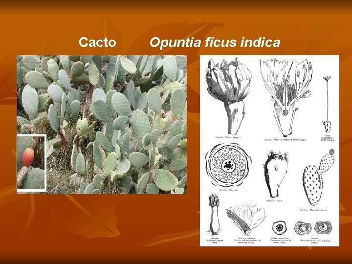 Cacto Opuntia ficus indica 
