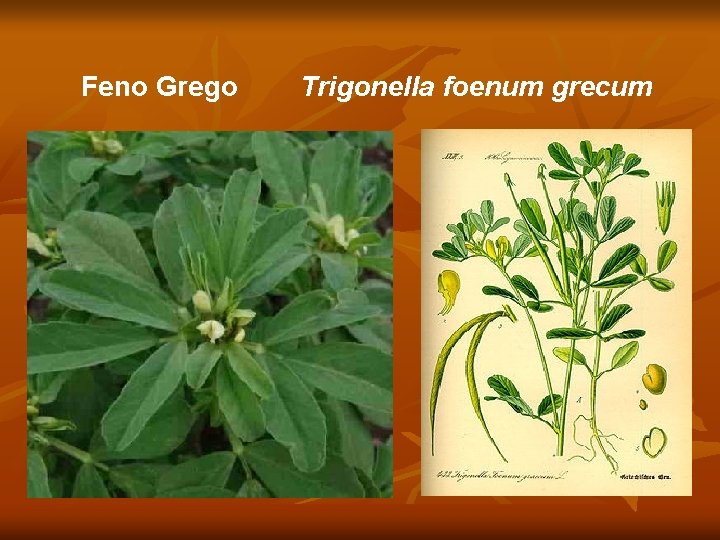 Feno Grego Trigonella foenum grecum 