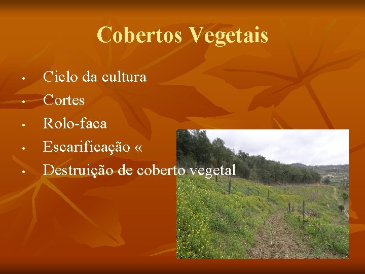 Cobertos Vegetais • • • Ciclo da cultura Cortes Rolo-faca Escarificação « Destruição de