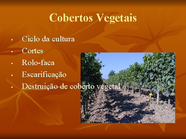 Cobertos Vegetais • • • Ciclo da cultura Cortes Rolo-faca Escarificação Destruição de coberto