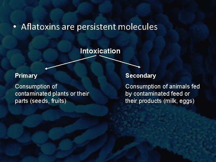 • Aflatoxins are persistent molecules Intoxication Primary Secondary Consumption of contaminated plants or • Aflatoxins are persistent molecules Intoxication Primary Secondary Consumption of contaminated plants or