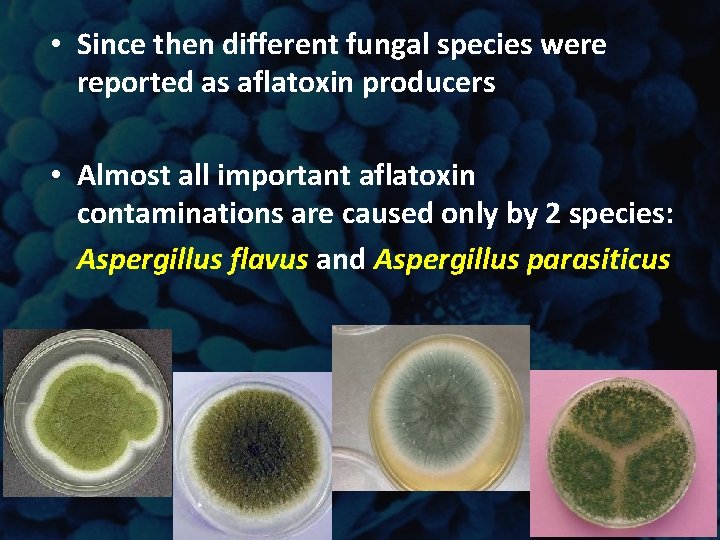 • Since then different fungal species were reported as aflatoxin producers • Almost • Since then different fungal species were reported as aflatoxin producers • Almost