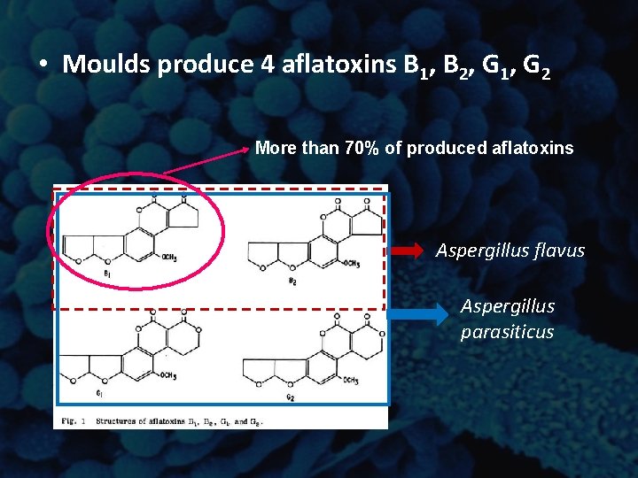 • Moulds produce 4 aflatoxins B 1, B 2, G 1, G 2 • Moulds produce 4 aflatoxins B 1, B 2, G 1, G 2