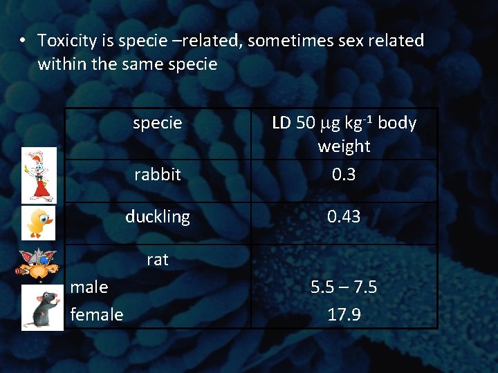 • Toxicity is specie –related, sometimes sex related within the same specie rabbit • Toxicity is specie –related, sometimes sex related within the same specie rabbit