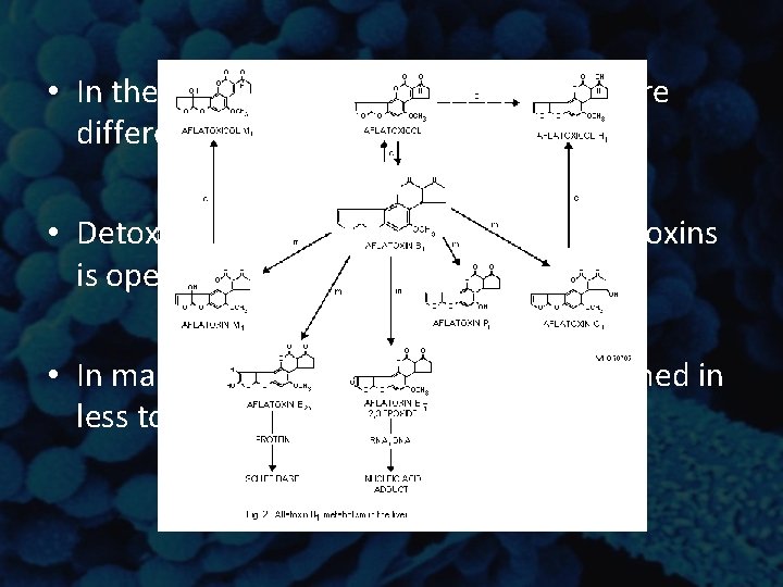 • In the same organism different tissues are differently affected by aflatoxins • • In the same organism different tissues are differently affected by aflatoxins •