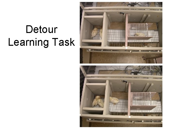 Detour Learning Task 