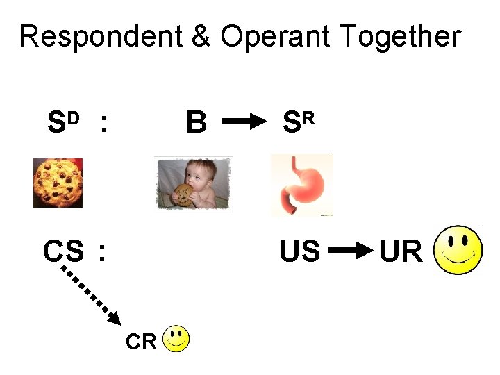 Respondent & Operant Together SD : B CS : SR US CR UR 