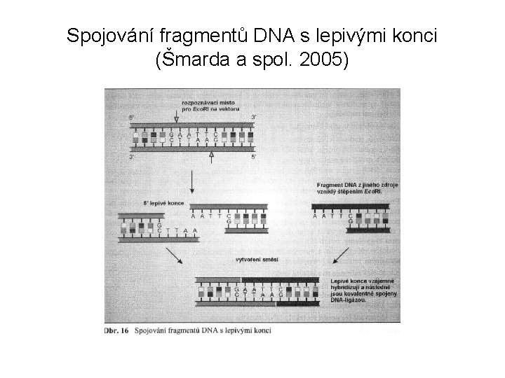 Spojování fragmentů DNA s lepivými konci (Šmarda a spol. 2005) 