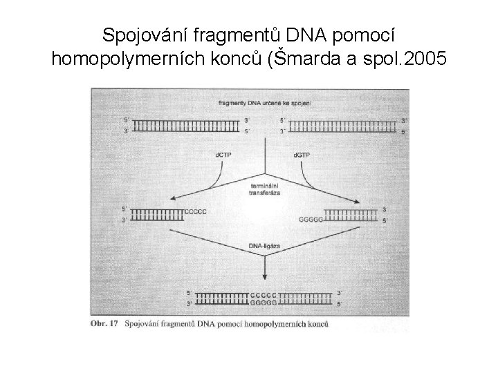 Spojování fragmentů DNA pomocí homopolymerních konců (Šmarda a spol. 2005 