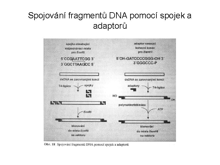Spojování fragmentů DNA pomocí spojek a adaptorů 