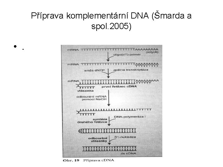 Příprava komplementární DNA (Šmarda a spol. 2005) • . 