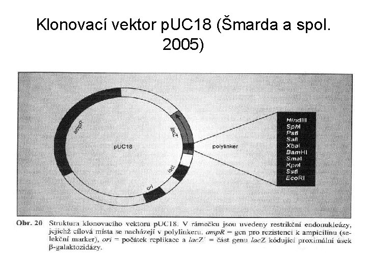 Klonovací vektor p. UC 18 (Šmarda a spol. 2005) • . 
