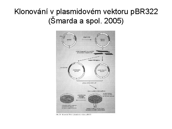 Klonování v plasmidovém vektoru p. BR 322 (Šmarda a spol. 2005) 