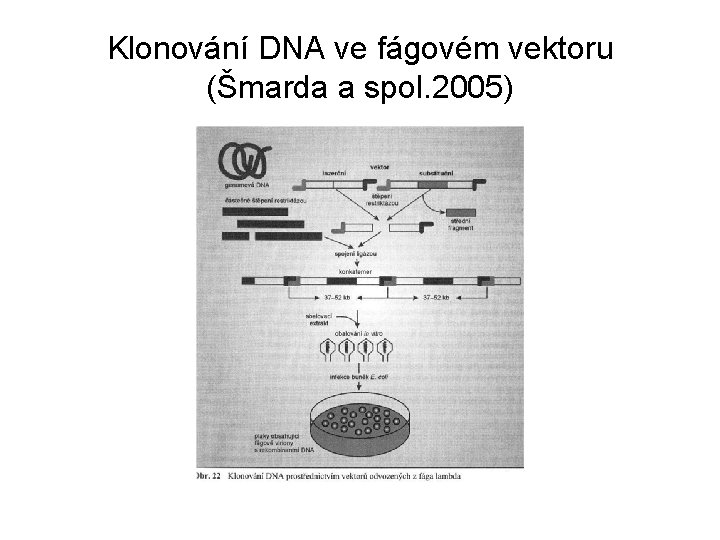 Klonování DNA ve fágovém vektoru (Šmarda a spol. 2005) 