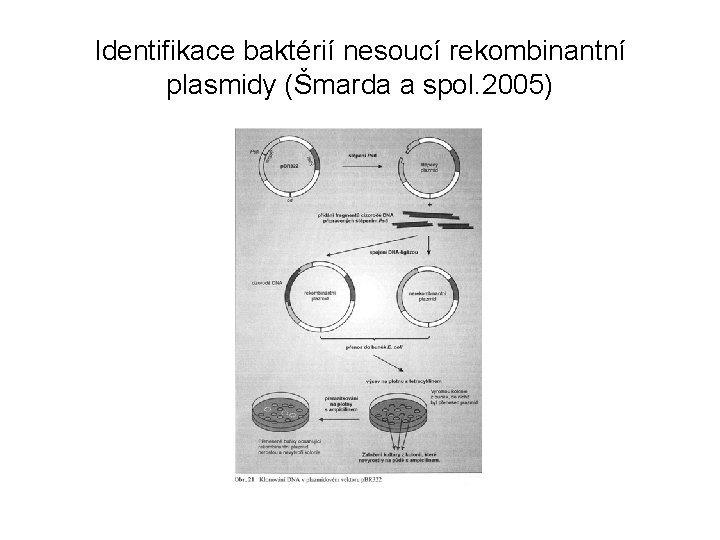 Identifikace baktérií nesoucí rekombinantní plasmidy (Šmarda a spol. 2005) 
