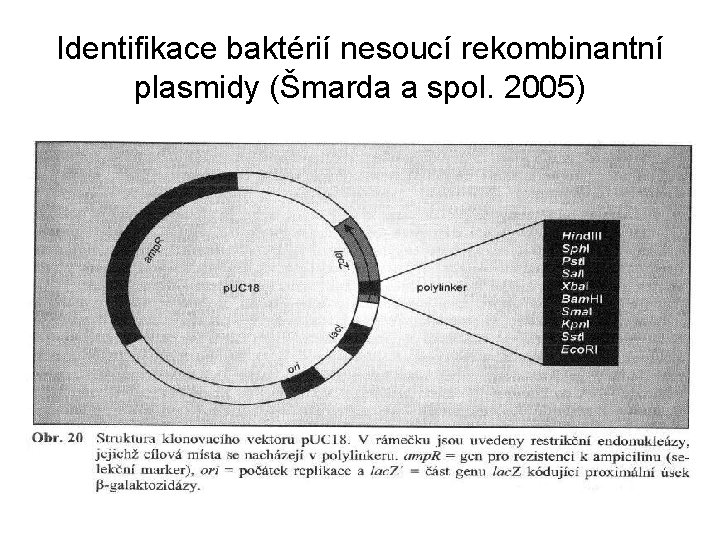 Identifikace baktérií nesoucí rekombinantní plasmidy (Šmarda a spol. 2005) • . 
