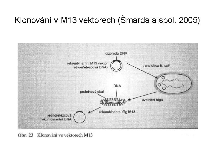 Klonování v M 13 vektorech (Šmarda a spol. 2005) 