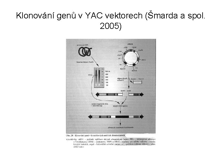 Klonování genů v YAC vektorech (Šmarda a spol. 2005) 