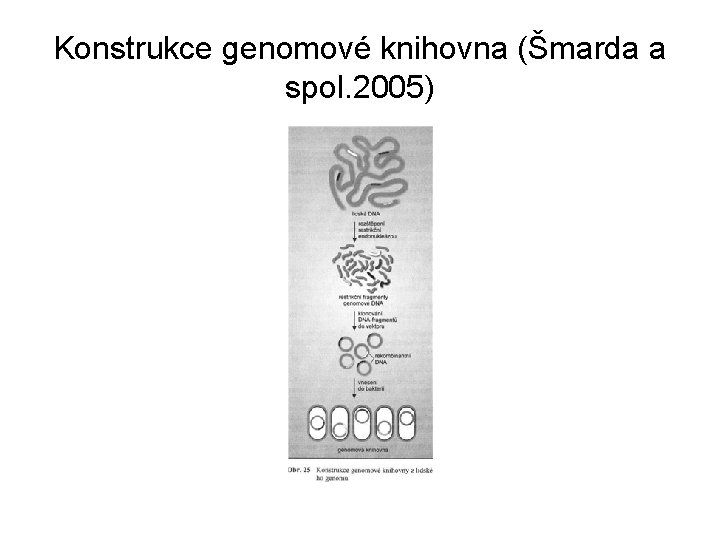 Konstrukce genomové knihovna (Šmarda a spol. 2005) 