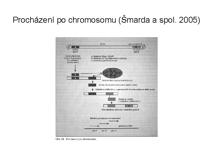 Procházení po chromosomu (Šmarda a spol. 2005) 