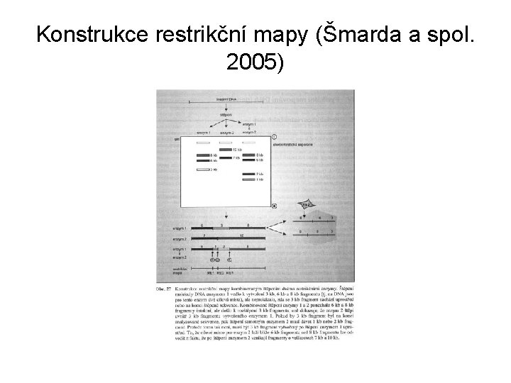 Konstrukce restrikční mapy (Šmarda a spol. 2005) 