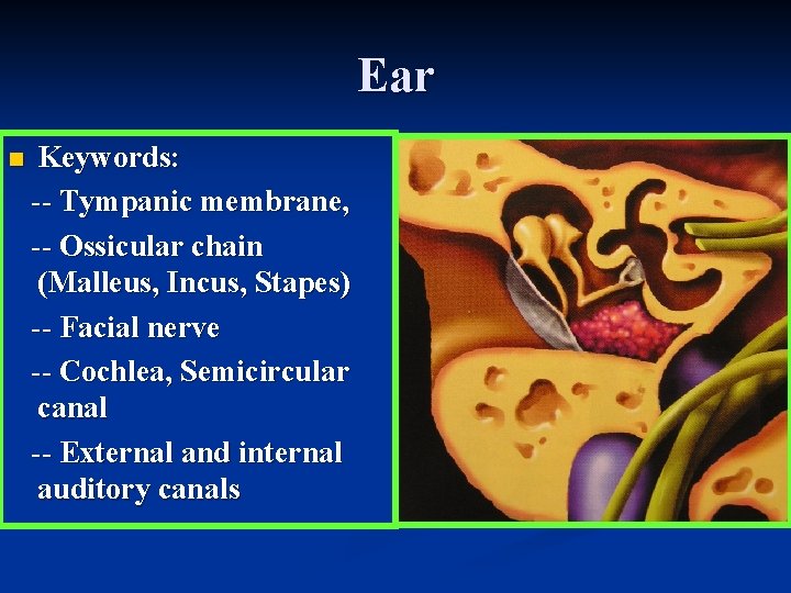 Ear n Keywords: -- Tympanic membrane, -- Ossicular chain (Malleus, Incus, Stapes) -- Facial