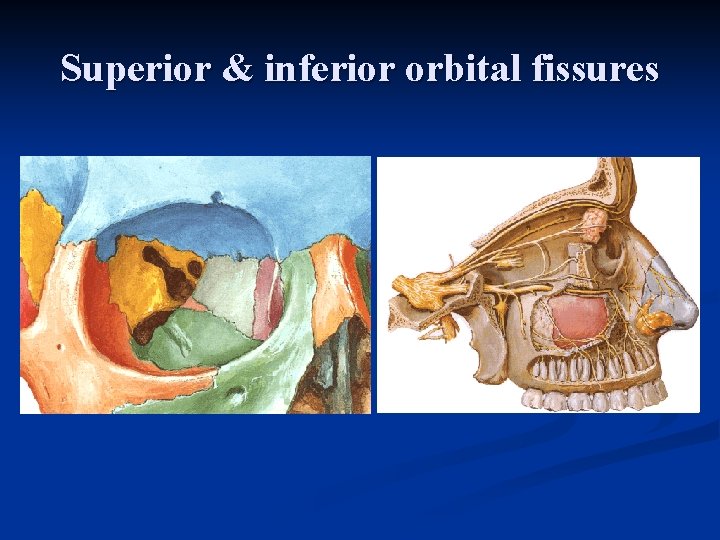 Superior & inferior orbital fissures 