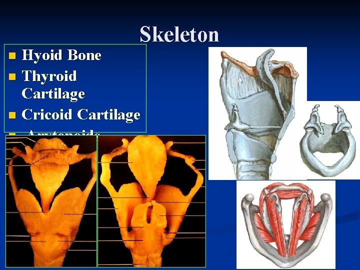 Skeleton Hyoid Bone n Thyroid Cartilage n Cricoid Cartilage n Arytenoids n 