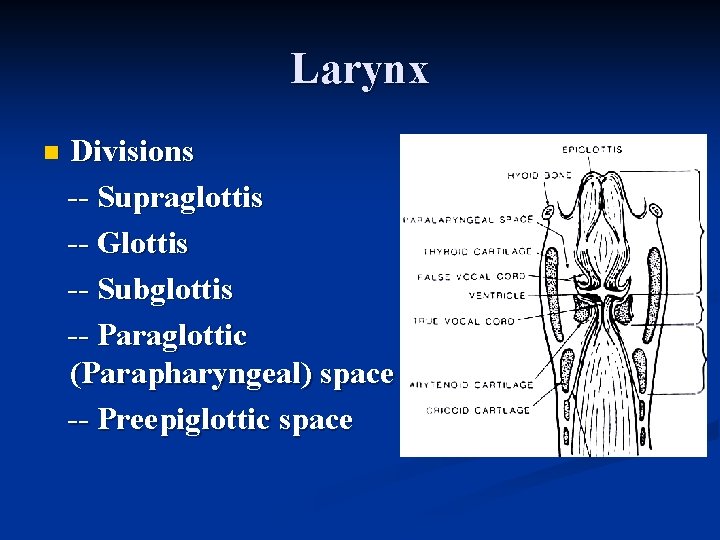 Larynx n Divisions -- Supraglottis -- Glottis -- Subglottis -- Paraglottic (Parapharyngeal) space --