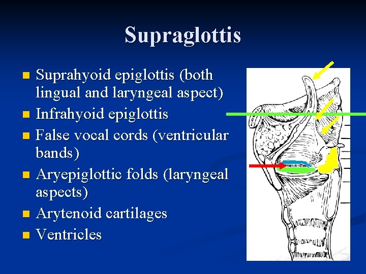 Supraglottis Suprahyoid epiglottis (both lingual and laryngeal aspect) n Infrahyoid epiglottis n False vocal