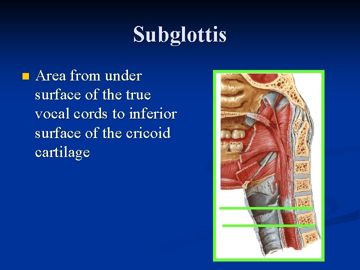 Subglottis n Area from under surface of the true vocal cords to inferior surface