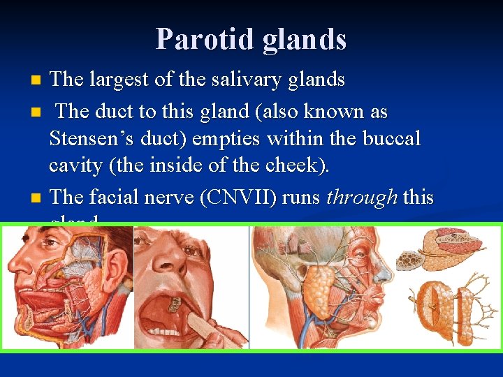 Parotid glands The largest of the salivary glands n The duct to this gland