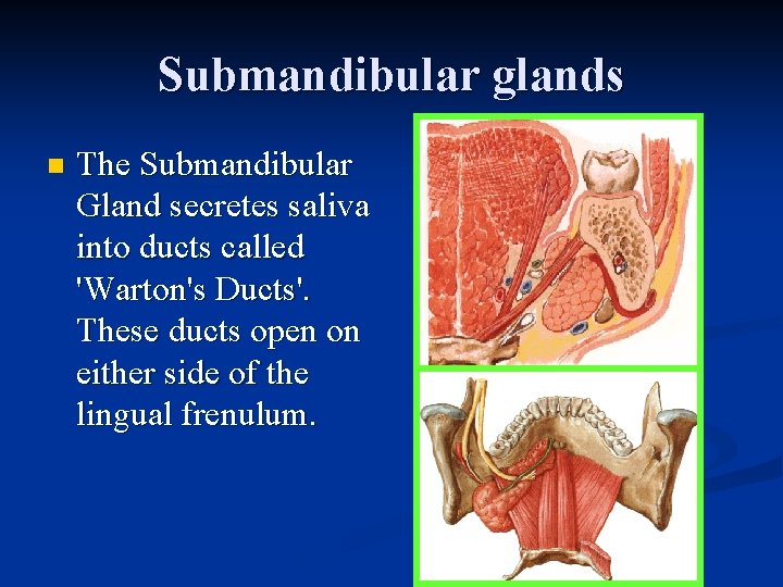 Submandibular glands n The Submandibular Gland secretes saliva into ducts called 'Warton's Ducts'. These