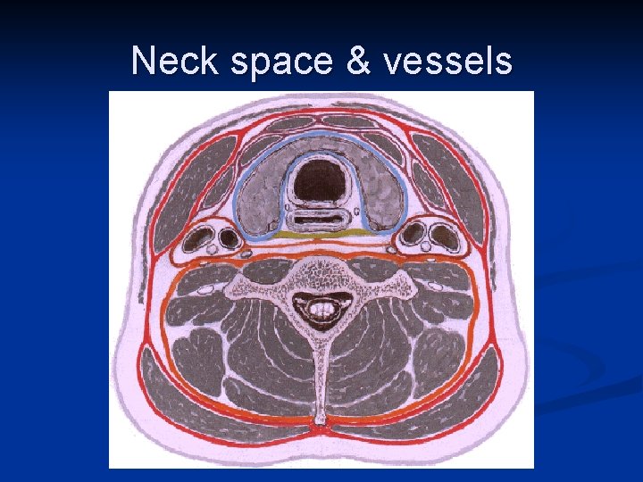 Neck space & vessels 