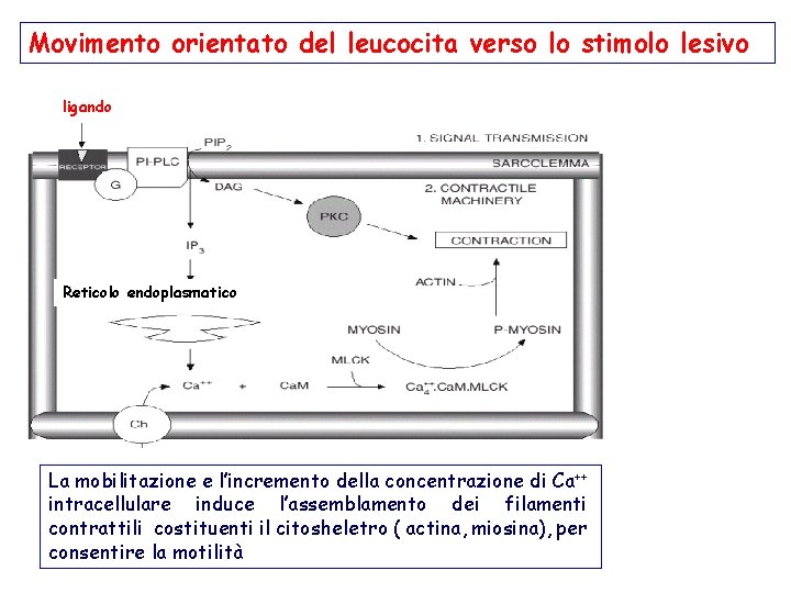 Movimento orientato del leucocita verso lo stimolo lesivo ligando Reticolo endoplasmatico La mobilitazione e