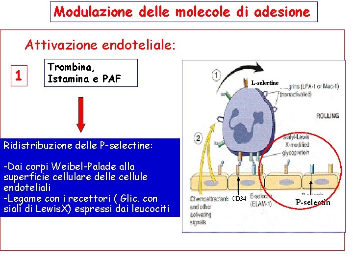 Modulazione delle molecole di adesione Attivazione endoteliale: 1 Trombina, Istamina e PAF L-selectine Ridistribuzione