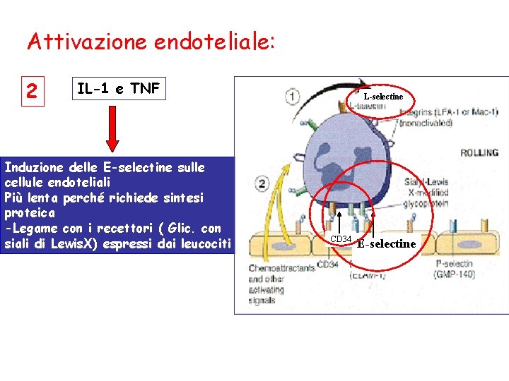 Attivazione endoteliale: 2 IL-1 e TNF Induzione delle E-selectine sulle cellule endoteliali Più lenta