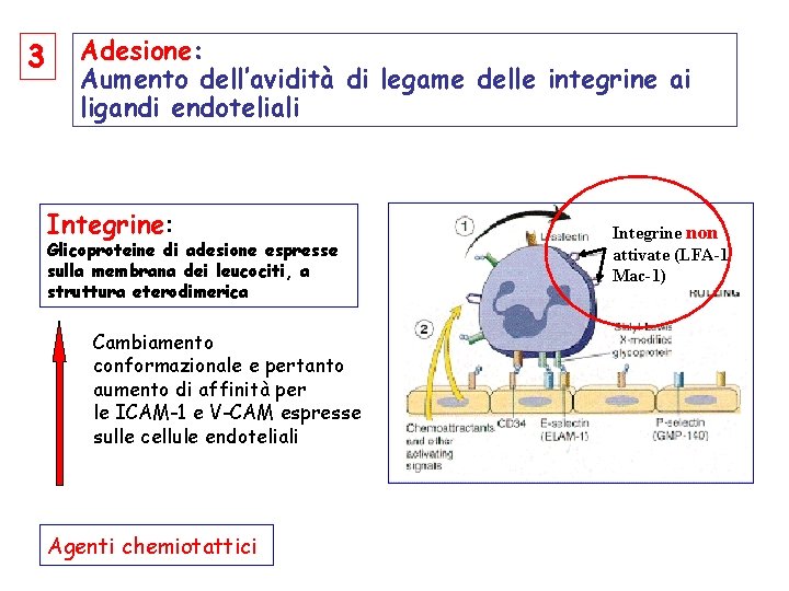 3 Adesione: Aumento dell’avidità di legame delle integrine ai ligandi endoteliali Integrine: Glicoproteine di