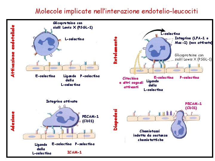 Glicoproteine con sialil Lewis X (PSGL-1) L-selectina E-selectina Rotolamento Attivazione endoteliale Molecole implicate nell’interazione