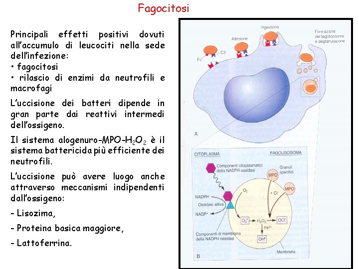 Fagocitosi Principali effetti positivi dovuti all’accumulo di leucociti nella sede dell’infezione: • fagocitosi •