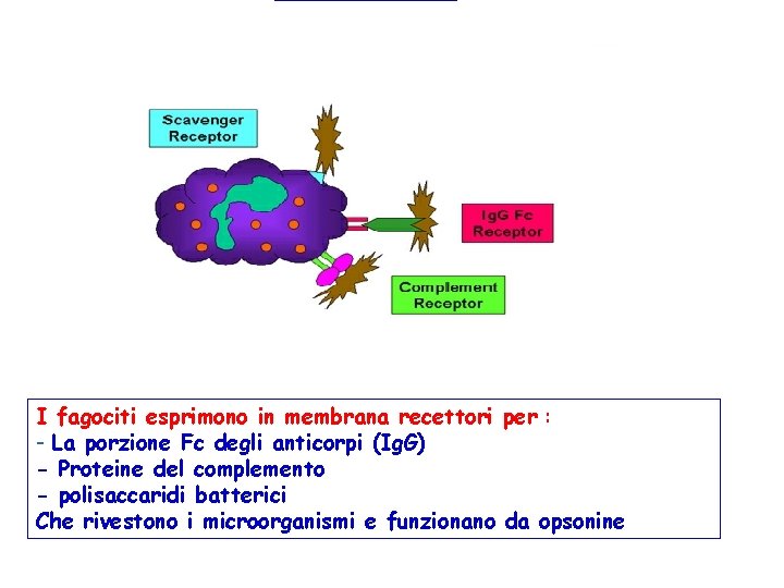 I fagociti esprimono in membrana recettori per : - La porzione Fc degli anticorpi