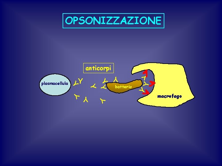 OPSONIZZAZIONE batterio Y Y YY Y Y plasmacellula Y Y anticorpi macrofago 