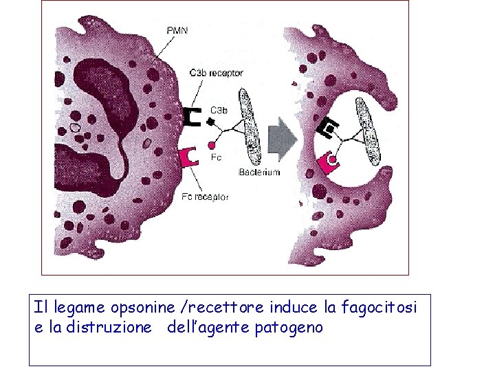 Il legame opsonine /recettore induce la fagocitosi e la distruzione dell’agente patogeno 