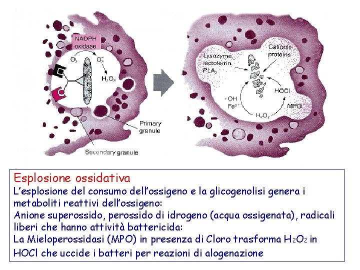 Esplosione ossidativa L’esplosione del consumo dell’ossigeno e la glicogenolisi genera i metaboliti reattivi dell’ossigeno: