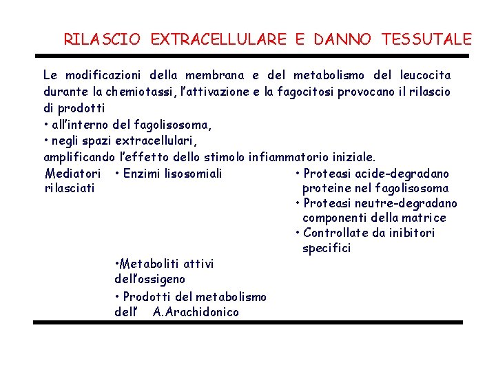 RILASCIO EXTRACELLULARE E DANNO TESSUTALE Le modificazioni della membrana e del metabolismo del leucocita