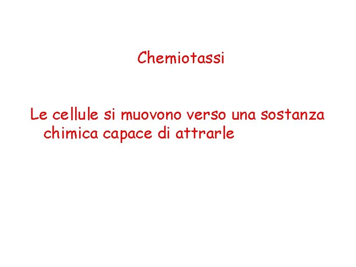 Chemiotassi Le cellule si muovono verso una sostanza chimica capace di attrarle 